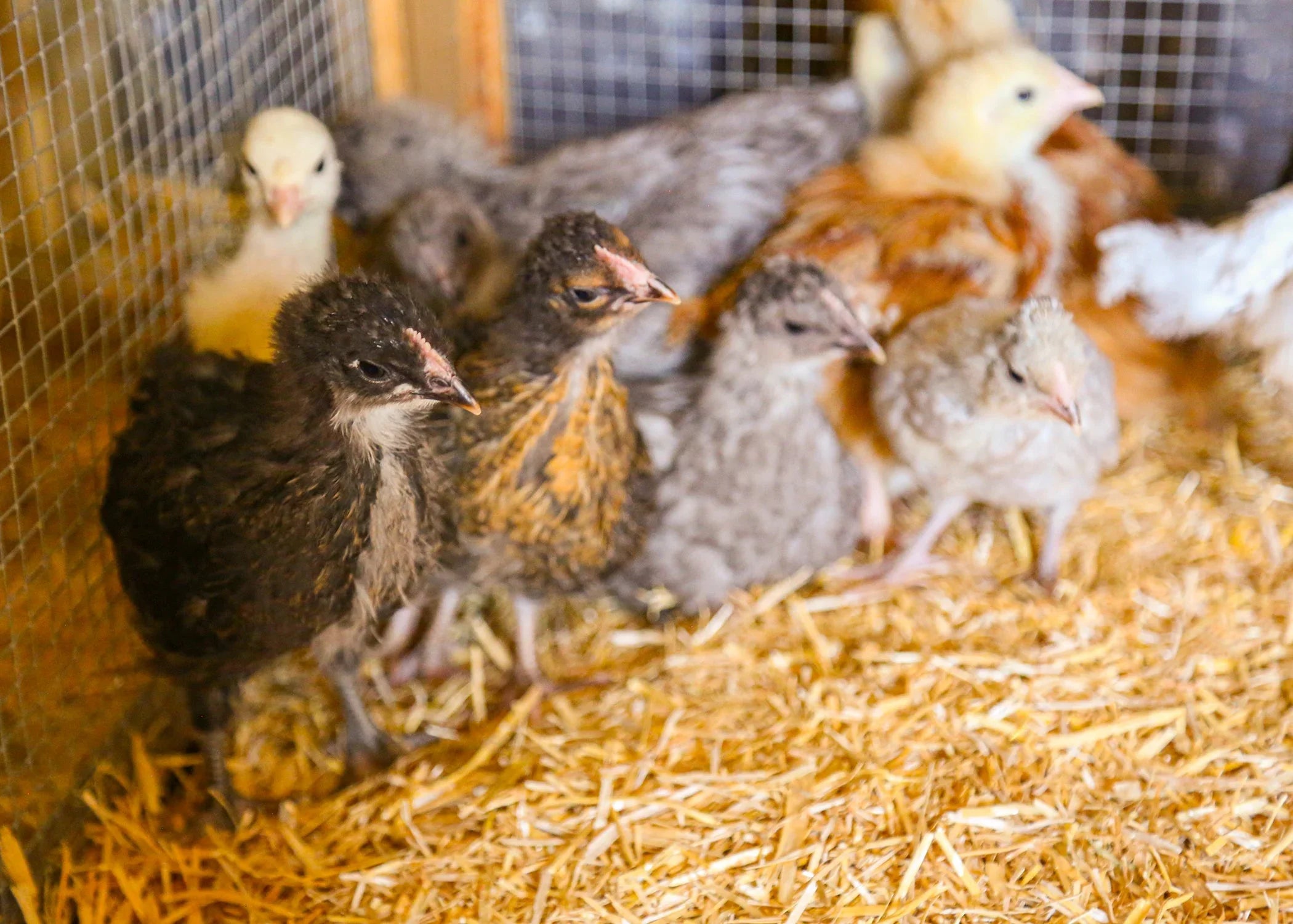 The BEST bedding for chickens during the winter?